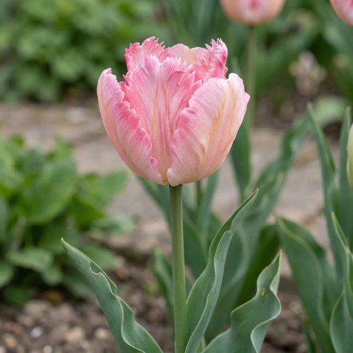 Tulip silver parrot - parrot', bulbs