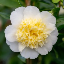 Camellia Brushfield's Yellow 2
