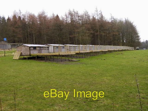 Photo 6x4 pheasant pens - photo,