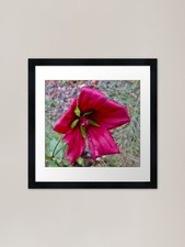 Unusual Flower Framed Art