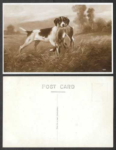 Old dog postcard hunting - dog,