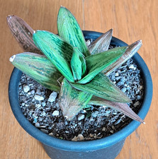 Gasteria little warty - variegated leaves - big plant - succulent