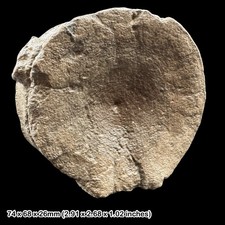 Temnodontosaurus Vertebra