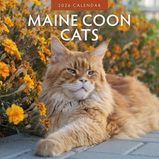 Maine Coon Cats 2026 Square