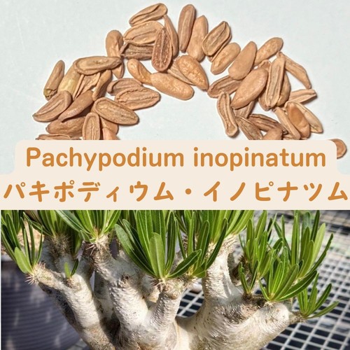 Pachypodium inopinatum