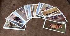 Grandee Cigarette Cards AFRICAN WILDLIFE (30) Kept In plastic