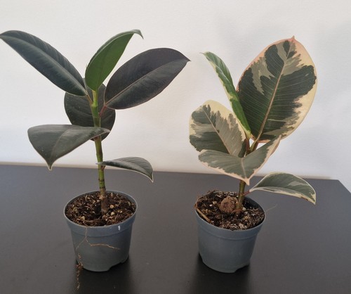Rubber plant ficus - (, elastica