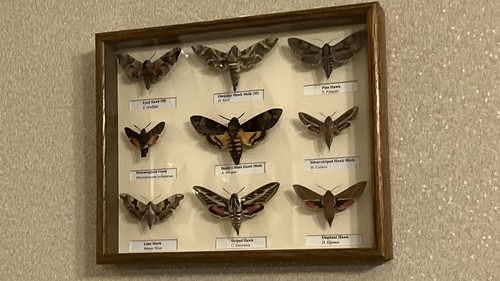 Stunning collection hawk - collection, of
