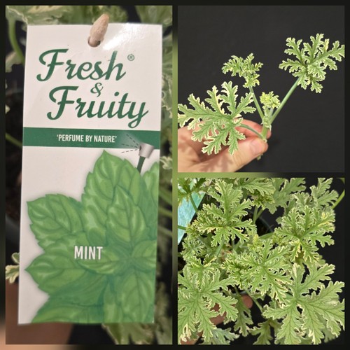 Geranium hraveolens mint - hraveolens,