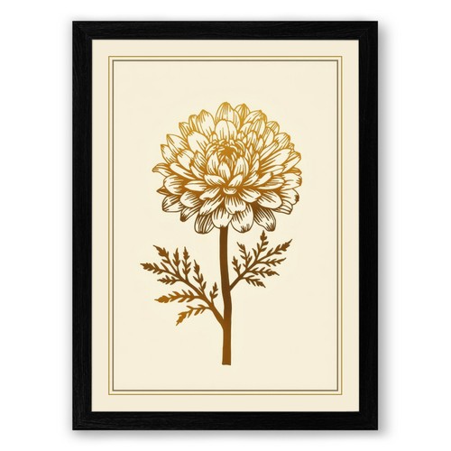 Chrysanthemum study botanical - chrysanthemum,