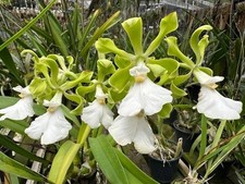 Encyclia cordigera var. alba