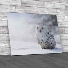 Snowy Owl Original Canvas