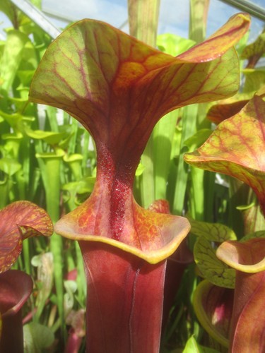 Sarracenia flava lady - sarracenia, “lady