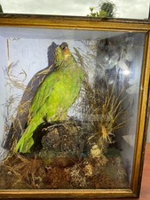 Antique Taxidermy Parrot In Glass Case 19th Century Green Parrot