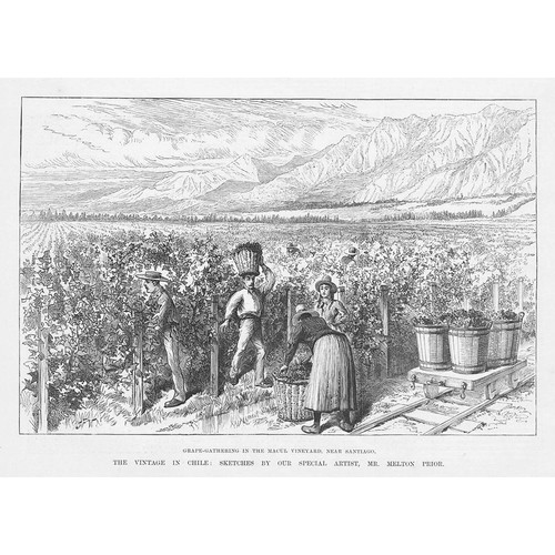 Chile grape gathering the - grape,