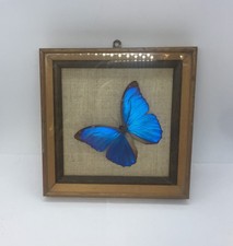 Framed “Morpho Menelaus