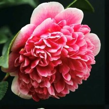 Camellia Volunteer | 2L Pot |