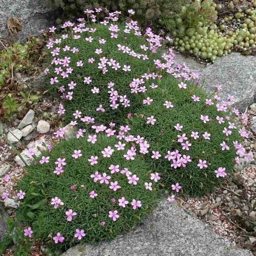 Silene snowdon perennial - 3,
