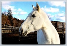 Tyler Caisson Platoon Horse