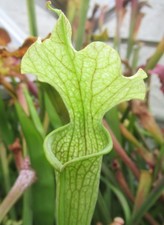 Sarracenia readii ctenium - x,