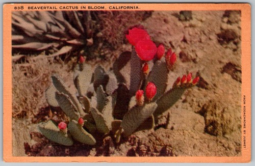 Antique linen postcard - antique,
