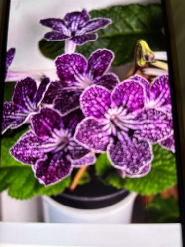 Streptocarpus arwen plug - streptocarpus,