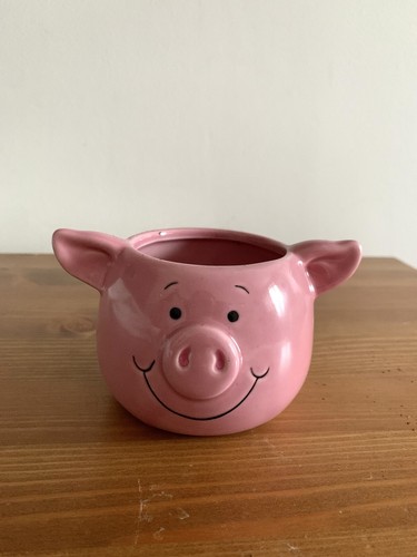 Percy pig succulent - percy,