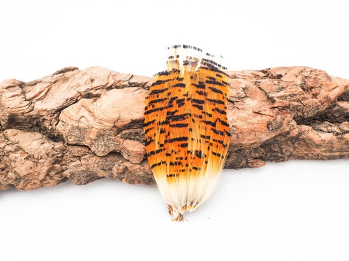 Large golden pheasant tippett - large,