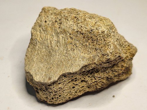 Triceratops hadrosaur partial - triceratops/,