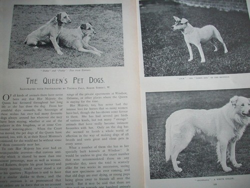 1900 royal dogs - 1900,