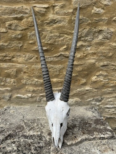Oryx skull and horns wire - horns, (wire