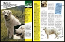 Kuvasz - Breed - Dogs Of The