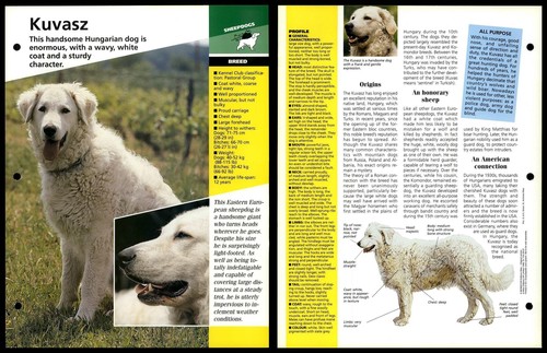 Kuvasz breed dogs of - -,