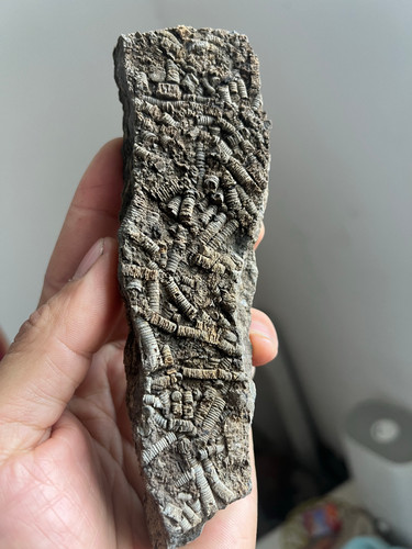 Natural triassic period - natural,