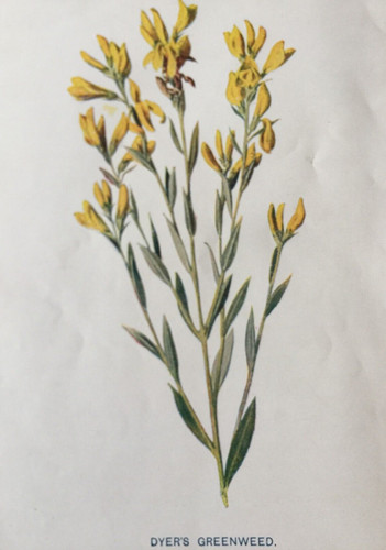 Antique botanical print - antique,
