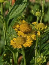 Helenium Indian Summer Mix, Yellow , Bare Root Ex 1lt Pots. Pollinator Friendly