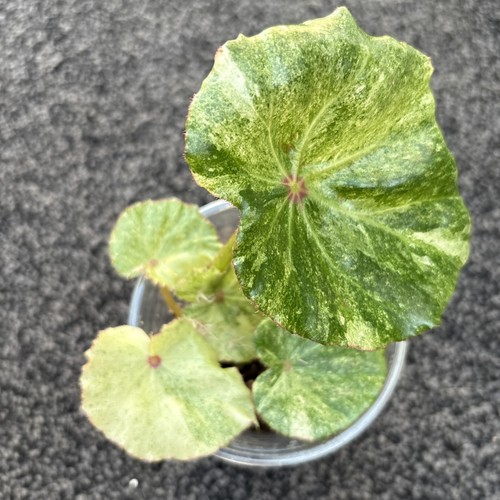 Begonia rouge highly - begonia,
