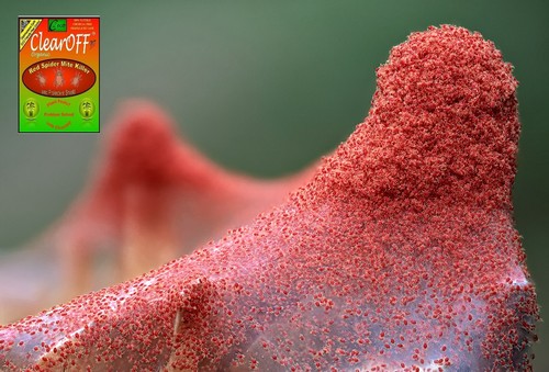 Natural safe non - non, red