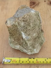 Fossil coral huge - fossil,