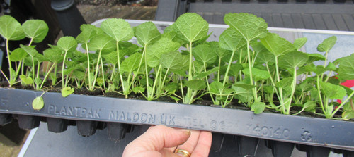 Plug plants hollyhocks - plants, jet