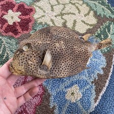 Antique 1920s Taxidermy