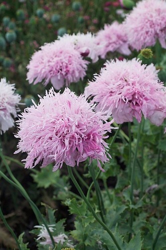 Lilac poppy pom flower - poppy,
