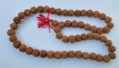 Mukhi genuine large - 6,