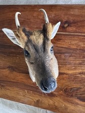 Muntjac Taxidermy