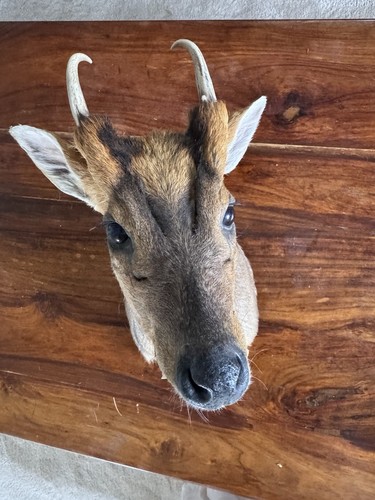 Muntjac taxidermy - muntjac,