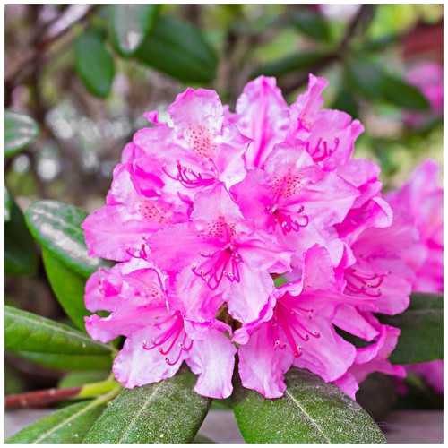 Rhododendron ponticum roseum - rhododendron,