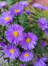 Aster Michaelmas Daisy Plants