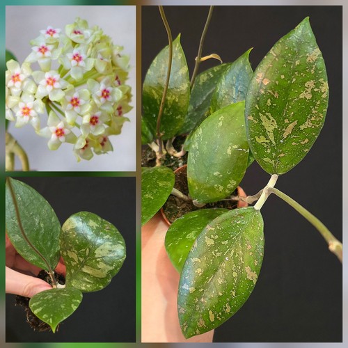Rare hoya jateng splash - rare,