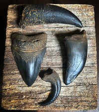 Megalodon rex raptor - megalodon,