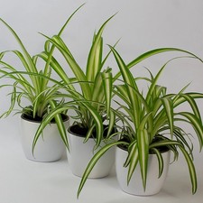 3 x Spider Plant Chlorophytum